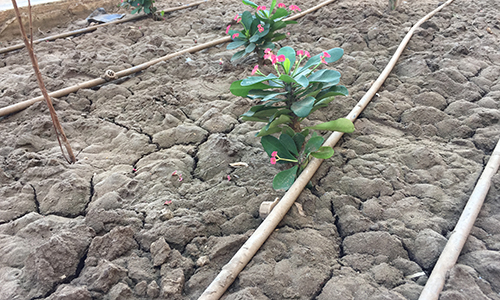 soalr irrigation in Sudan.JPG