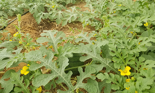 soalr irrigation in green house.jpg